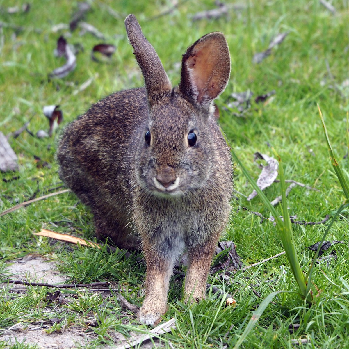 Калифорнийский кролик (Sylvilagus bachmani) Фото №6