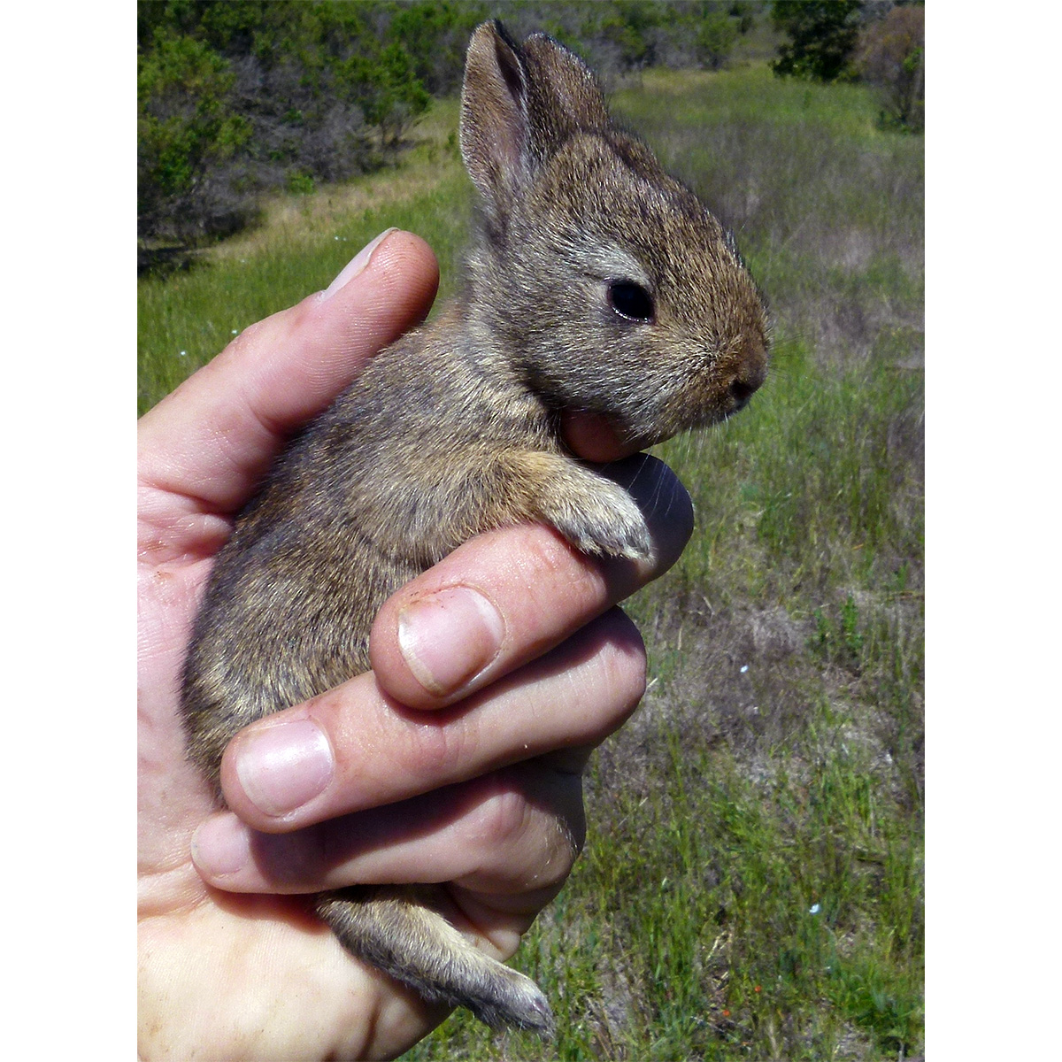 Калифорнийский кролик (Sylvilagus bachmani) Фото №8