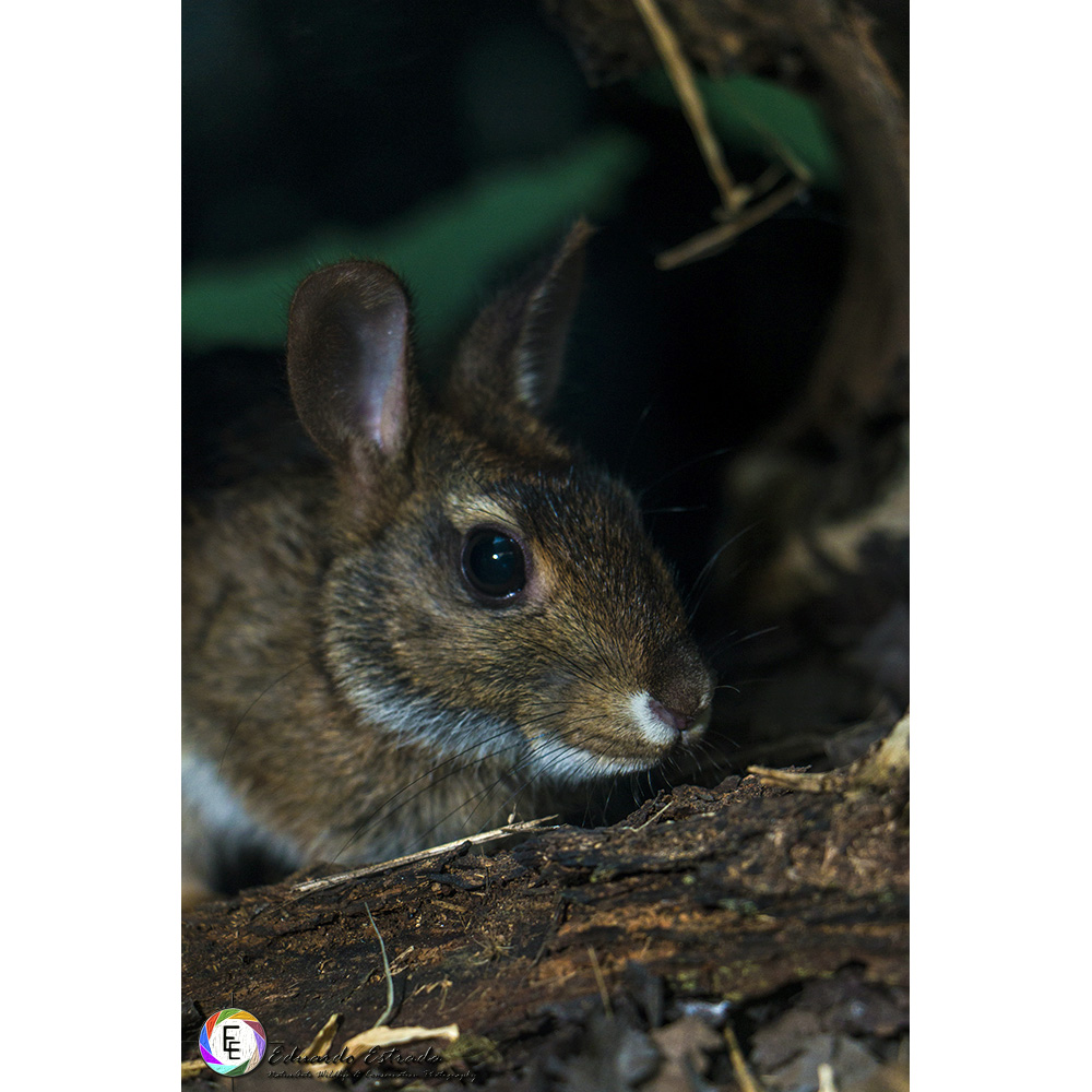 Бразильский кролик (Sylvilagus brasiliensis) Фото №10