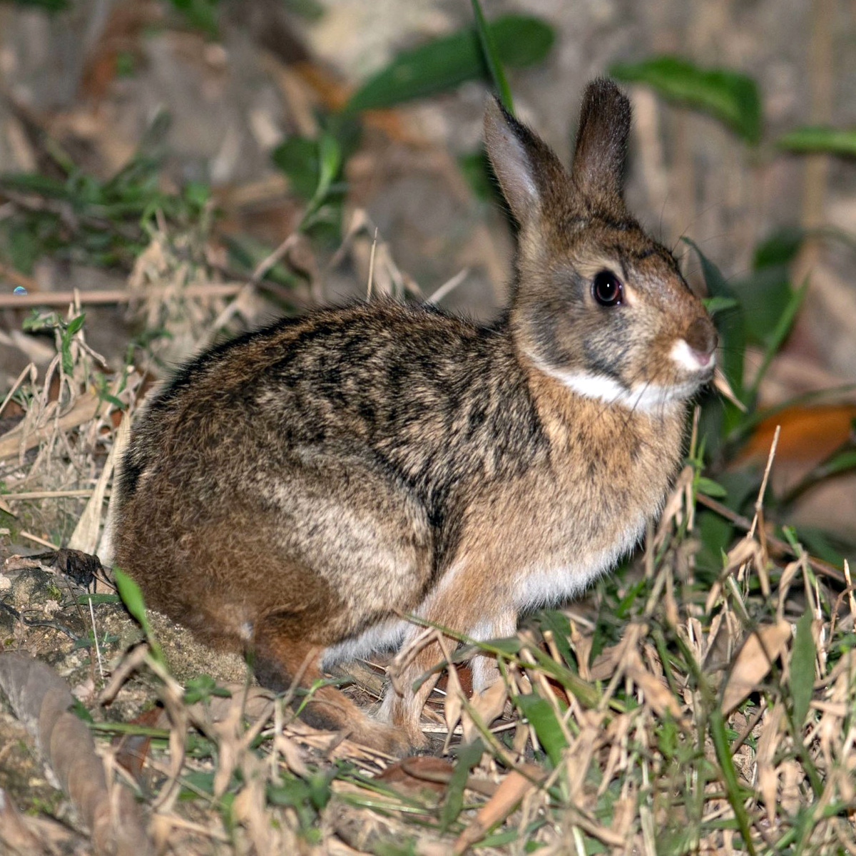 Бразильский кролик (Sylvilagus brasiliensis) Фото №3