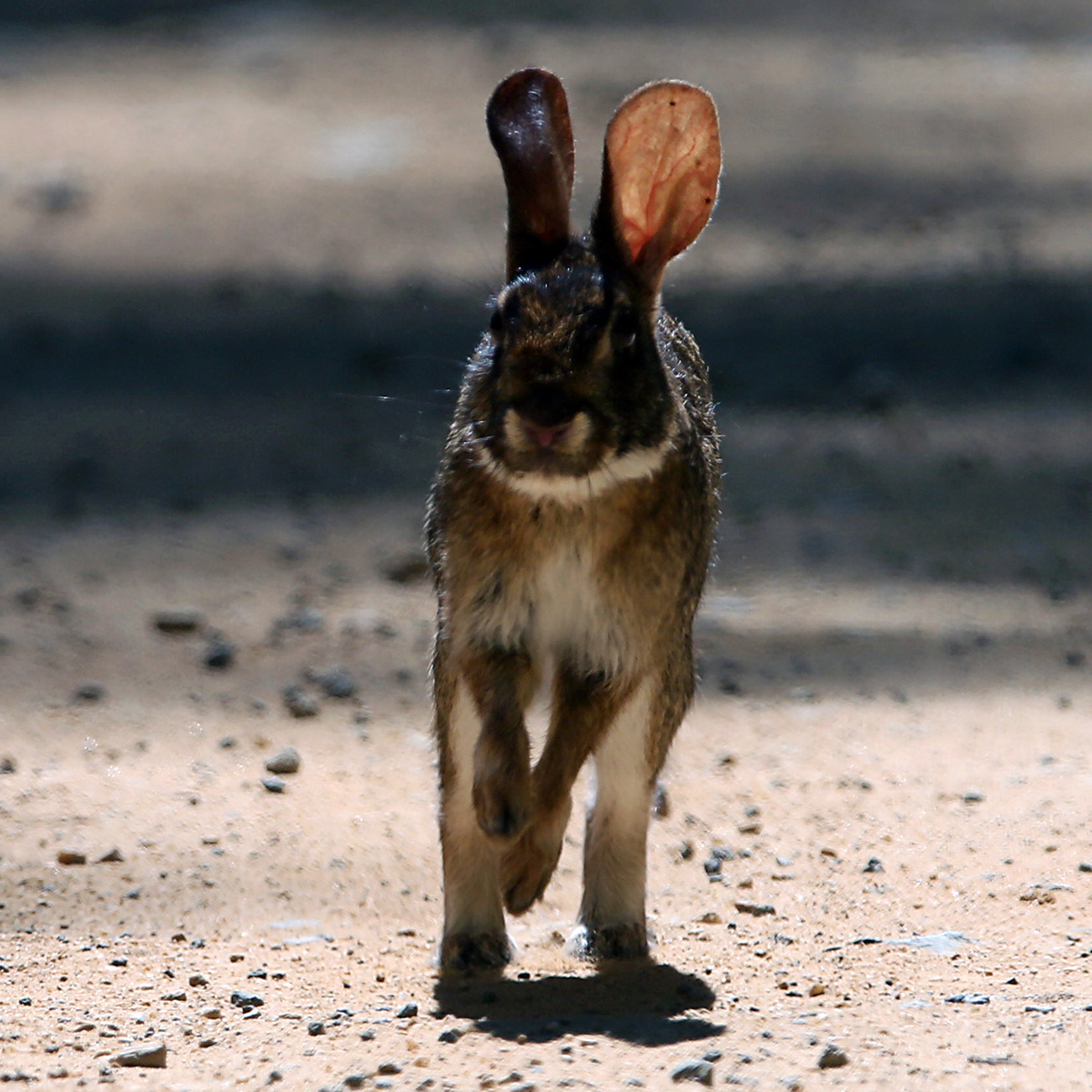 Бразильский кролик (Sylvilagus brasiliensis) Фото №5