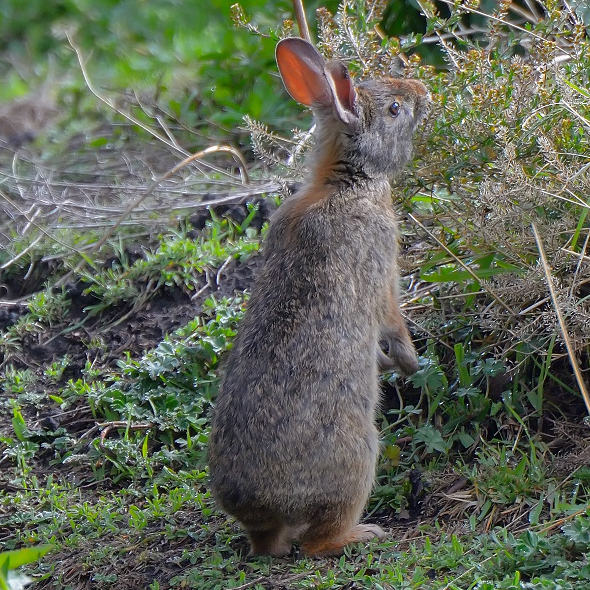 Бразильский кролик (Sylvilagus brasiliensis) Фото №6