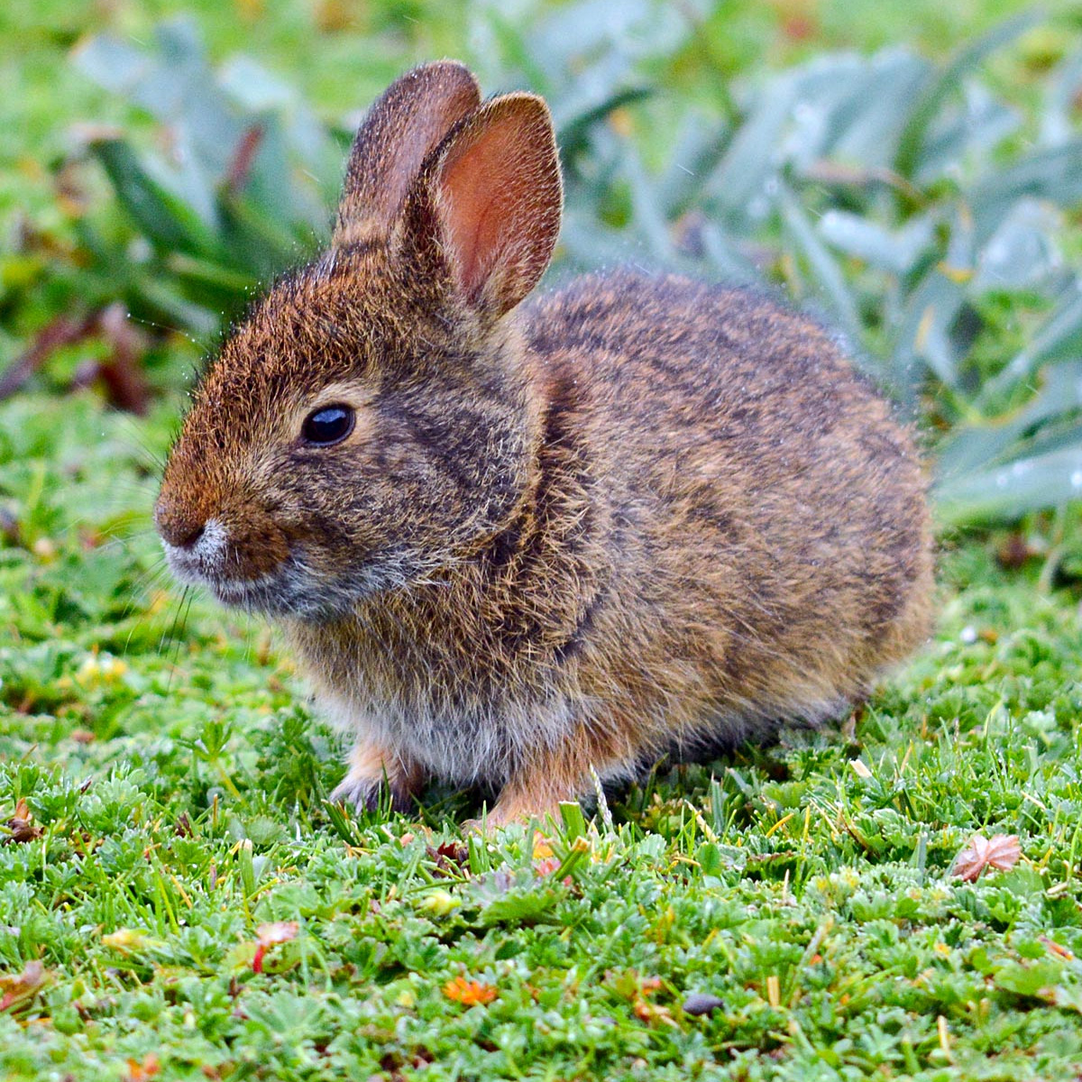 Бразильский кролик (Sylvilagus brasiliensis) Фото №8