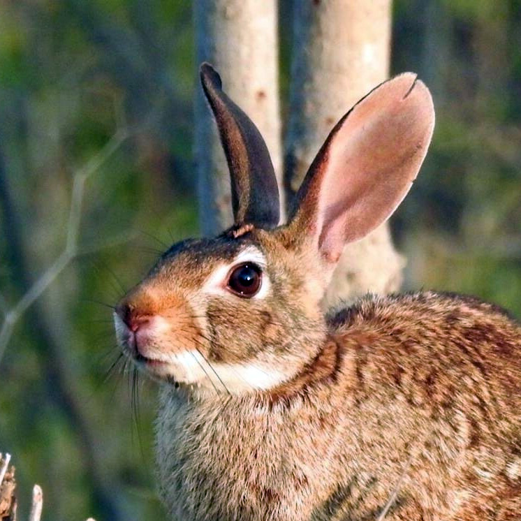 Мексиканский кролик (Sylvilagus cunicularius) Фото №10
