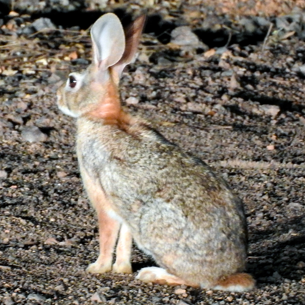 Мексиканский кролик (Sylvilagus cunicularius) Фото №2