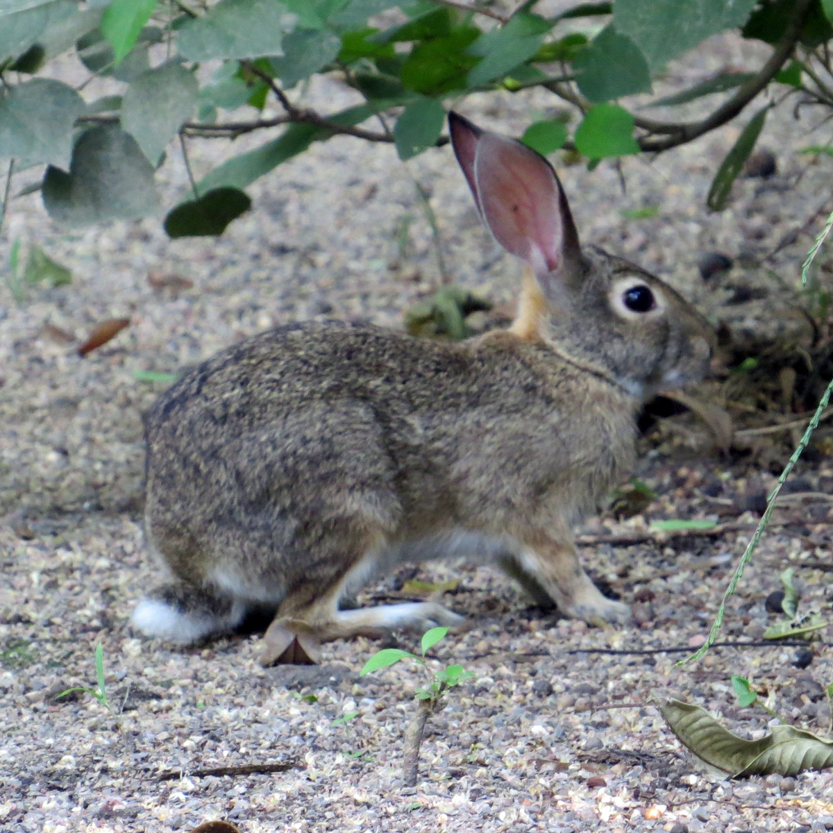 Мексиканский кролик (Sylvilagus cunicularius) Фото №3