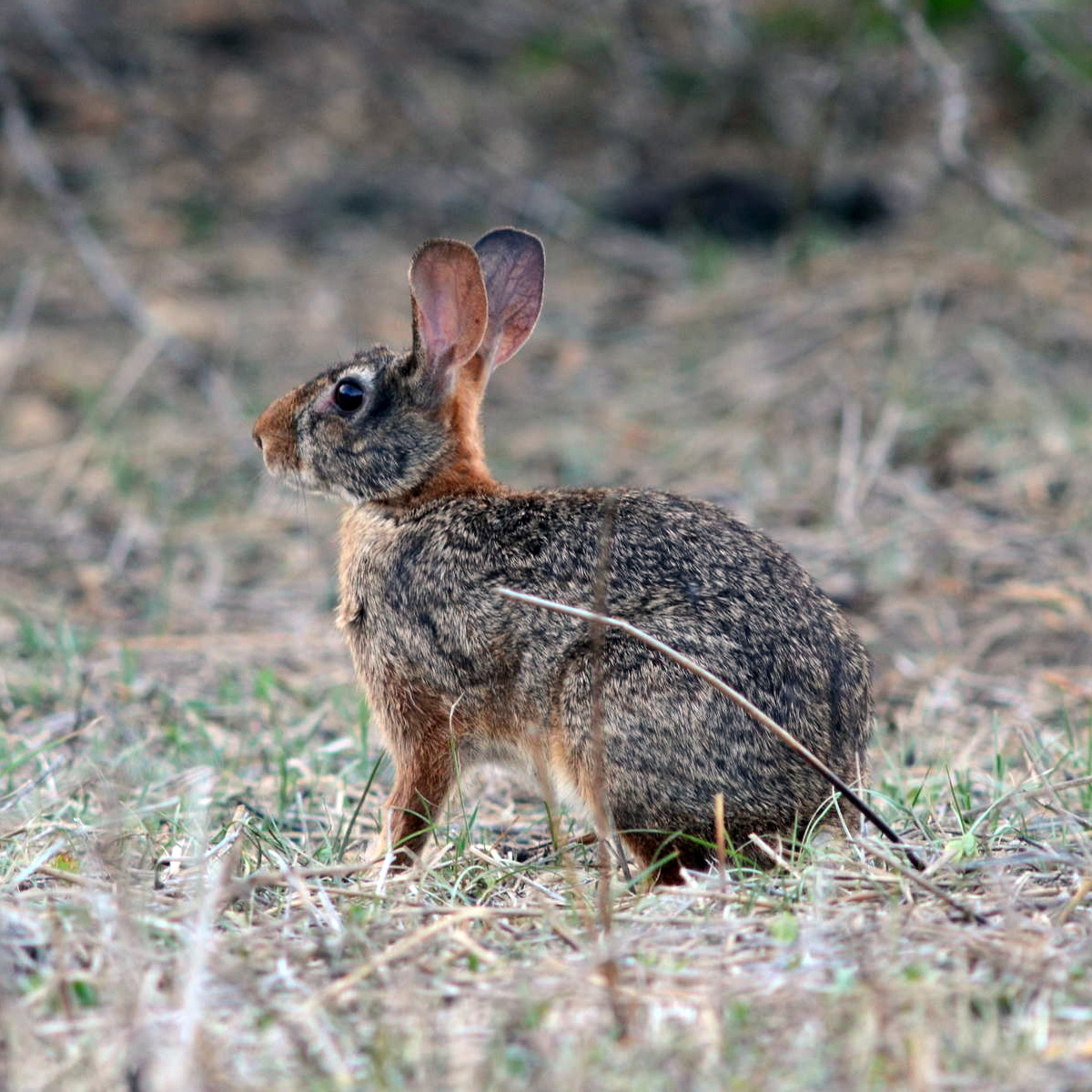 Мексиканский кролик (Sylvilagus cunicularius) Фото №4
