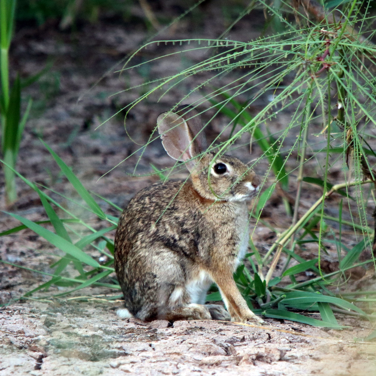Мексиканский кролик (Sylvilagus cunicularius) Фото №5