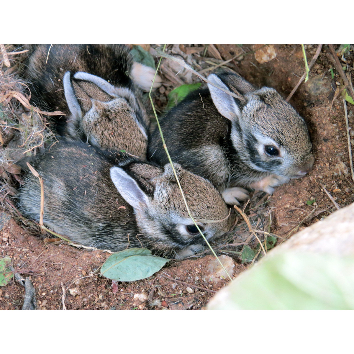 Мексиканский кролик (Sylvilagus cunicularius) Фото №7