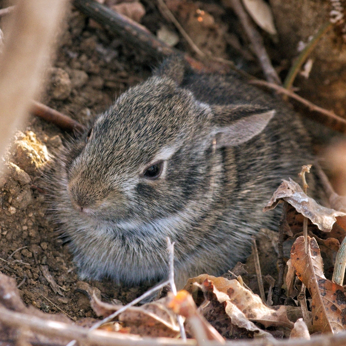 Мексиканский кролик (Sylvilagus cunicularius) Фото №8