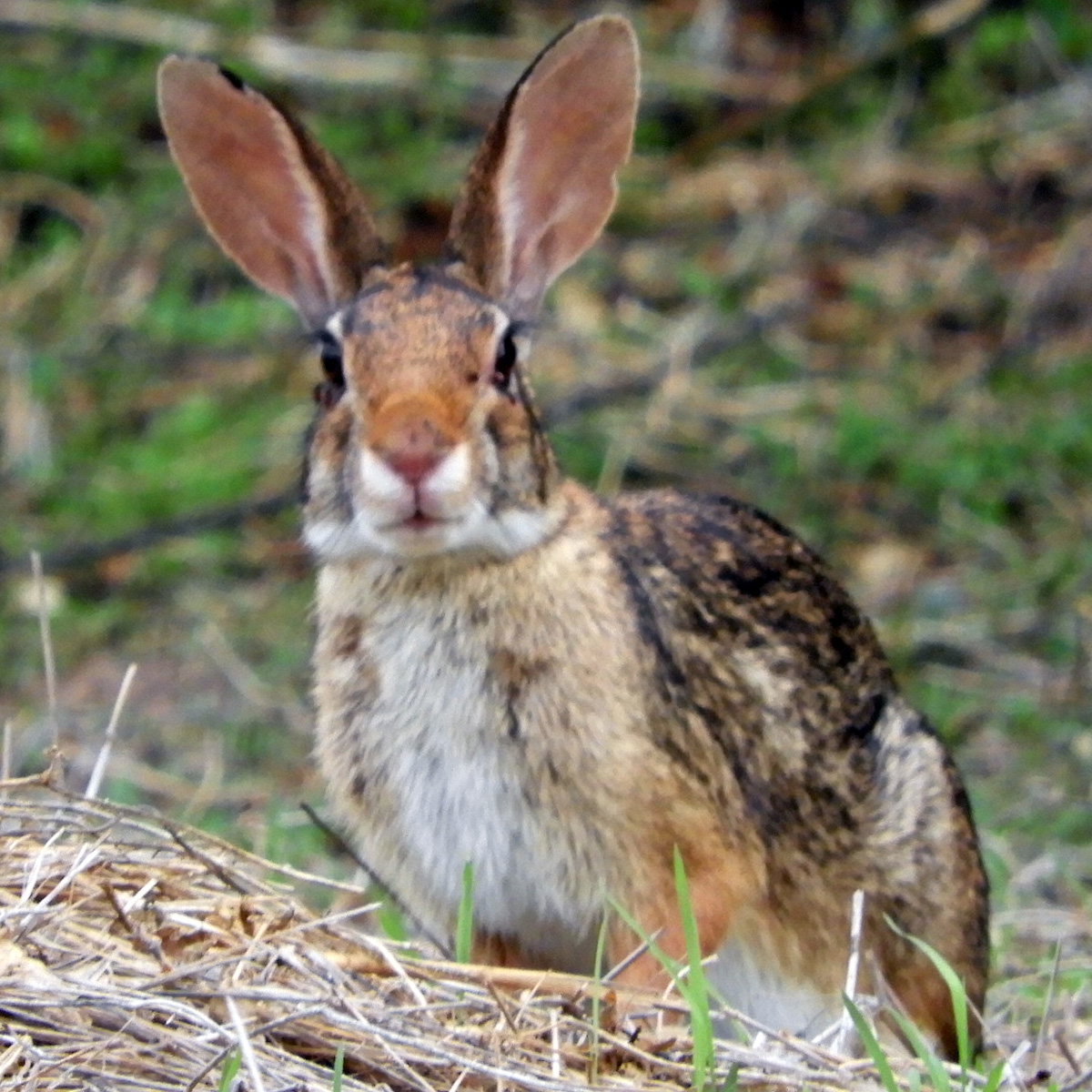 Мексиканский кролик (Sylvilagus cunicularius) Фото №9