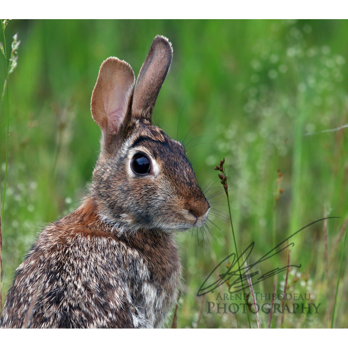 Флоридский кролик (Sylvilagus floridanus) Фото №10