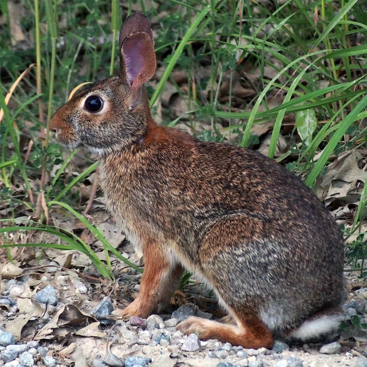 Флоридский кролик (Sylvilagus floridanus) Фото №2