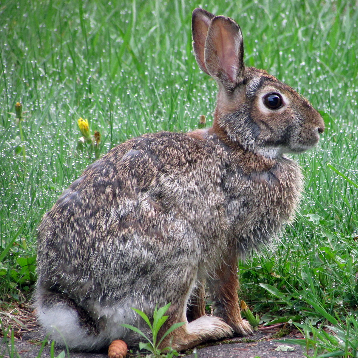Флоридский кролик (Sylvilagus floridanus) Фото №3