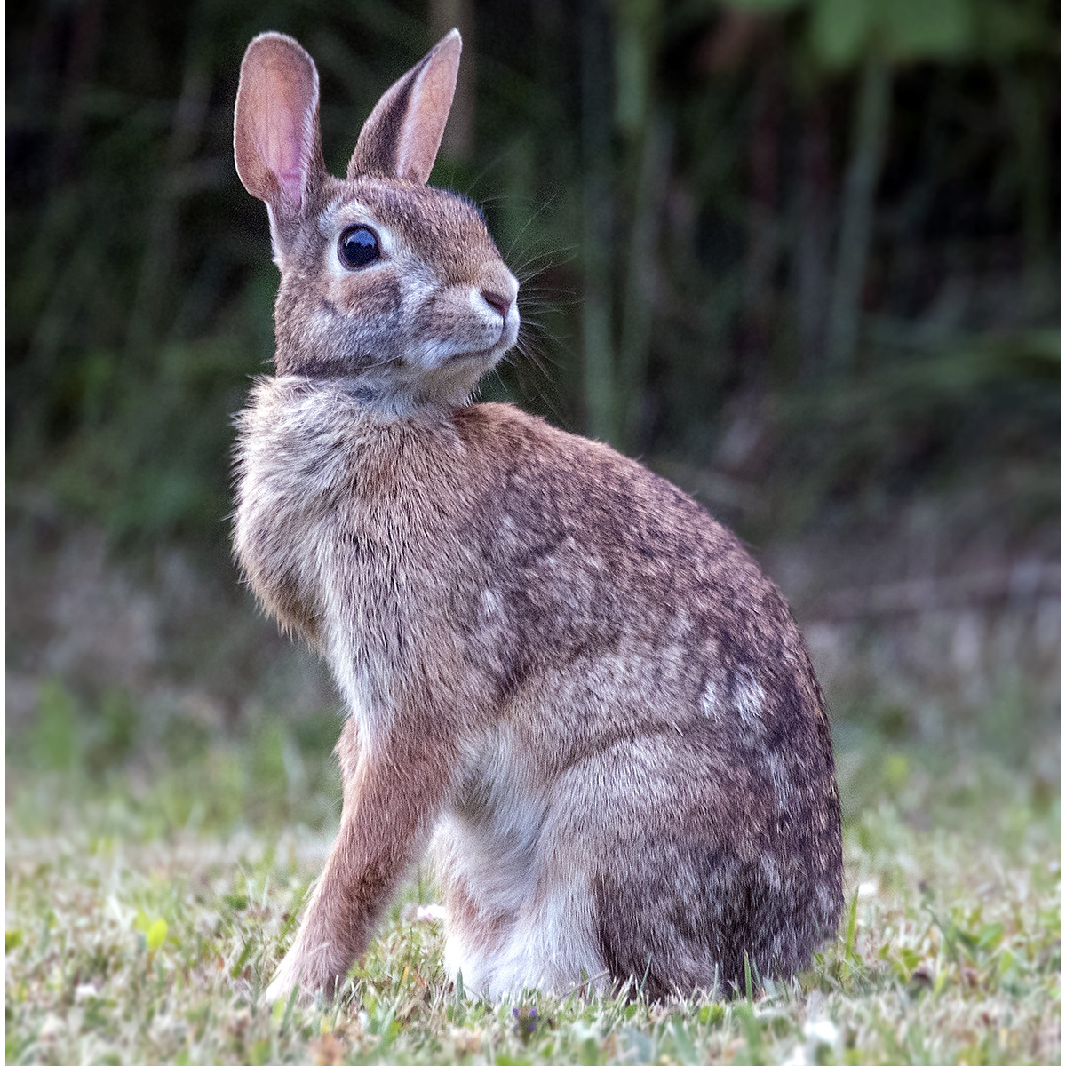 Флоридский кролик (Sylvilagus floridanus) Фото №4