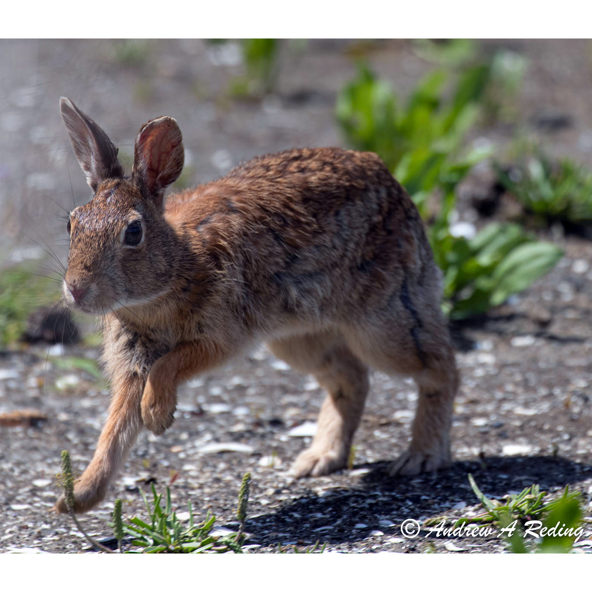 Флоридский кролик (Sylvilagus floridanus) Фото №5