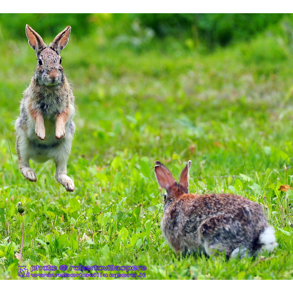 Флоридский кролик (Sylvilagus floridanus) Фото №7