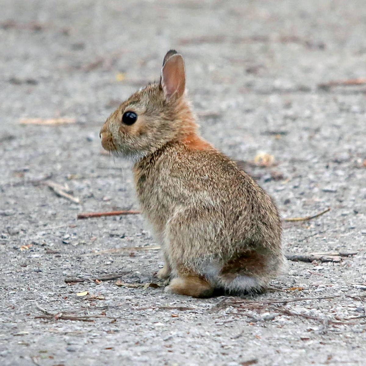 Флоридский кролик (Sylvilagus floridanus) Фото №8