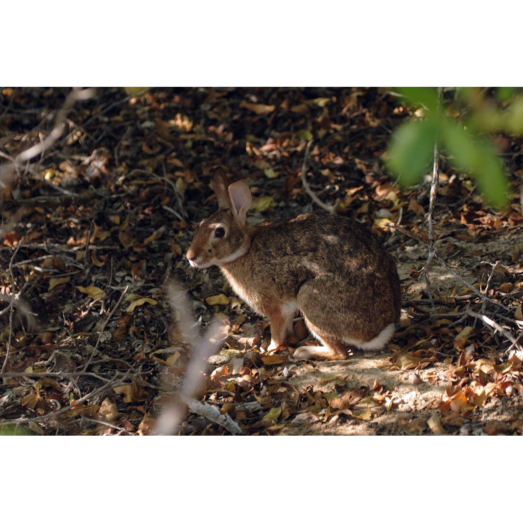Островной кролик (Sylvilagus graysoni) Фото №2