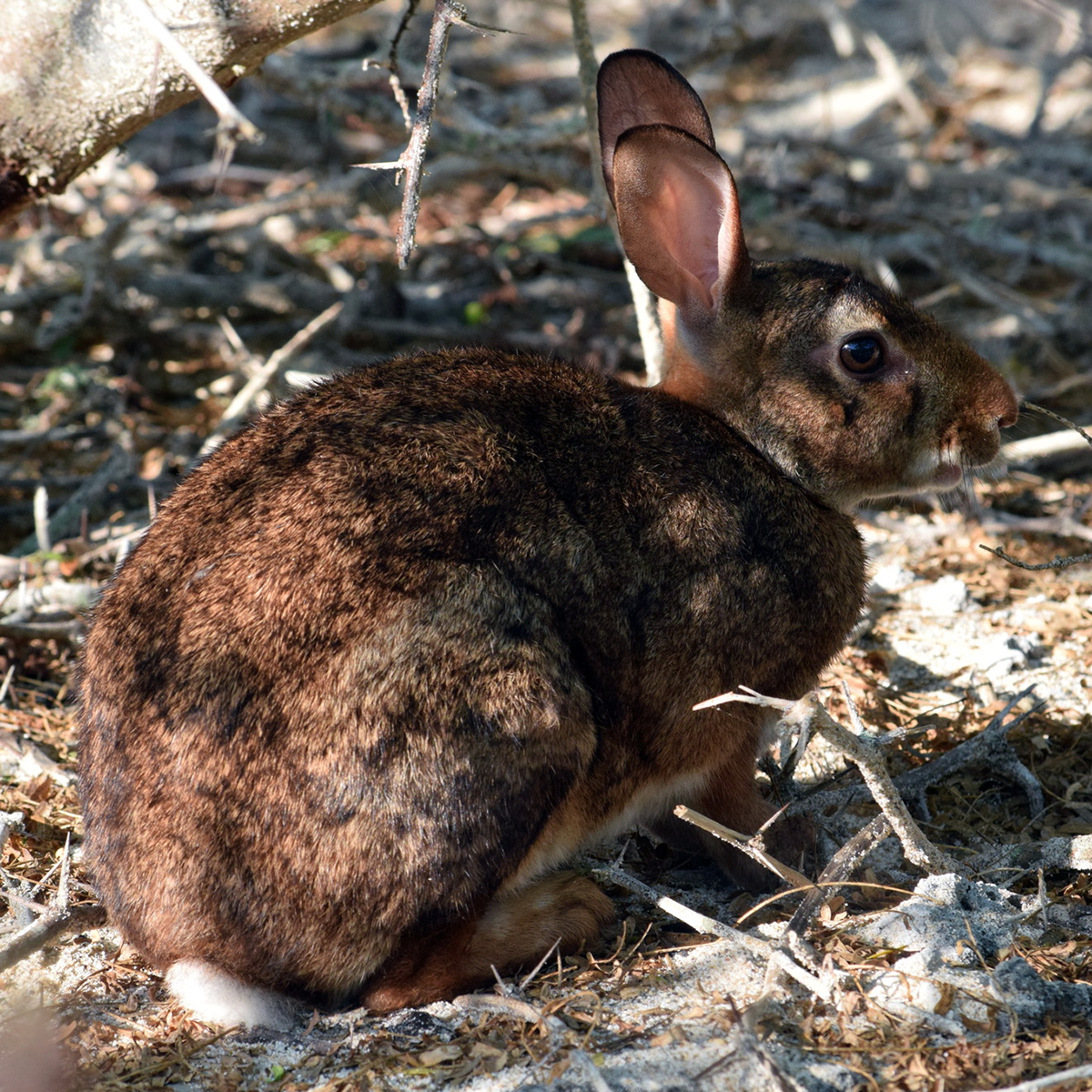 Островной кролик (Sylvilagus graysoni) Фото №3