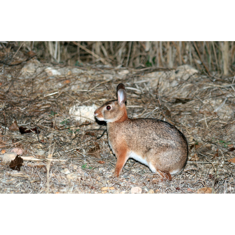 Островной кролик (Sylvilagus graysoni) Фото №4