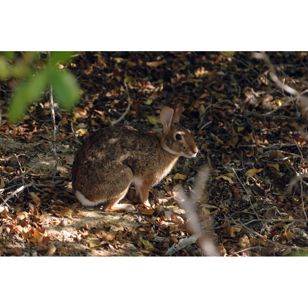 Островной кролик (Sylvilagus graysoni) Фото №5