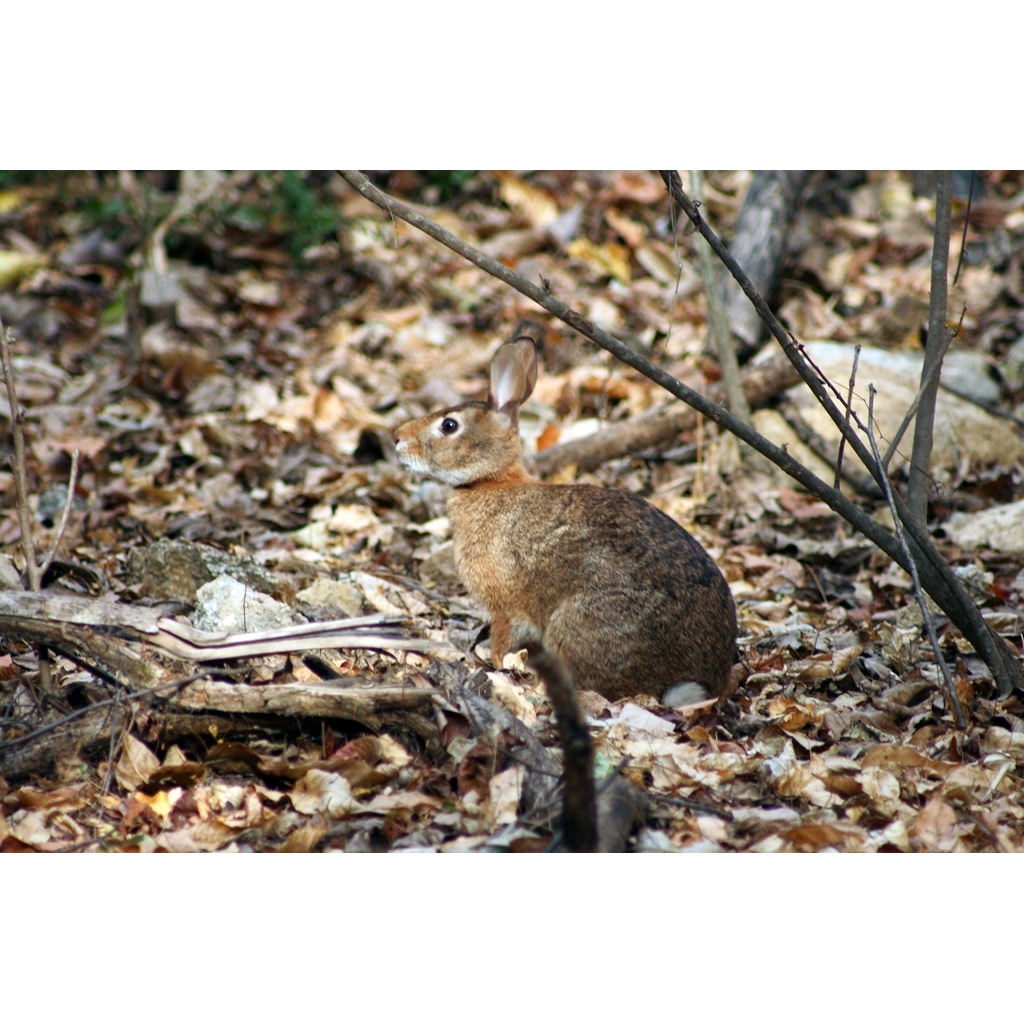 Островной кролик (Sylvilagus graysoni) Фото №6