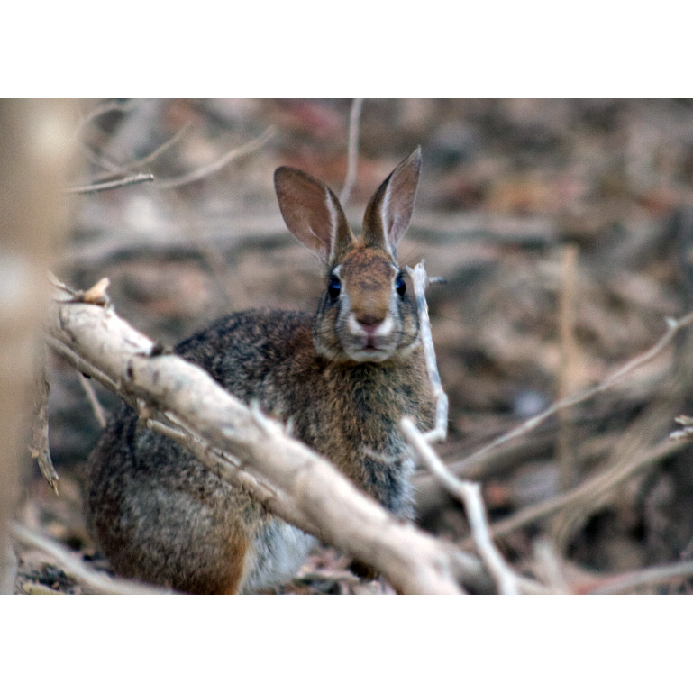 Островной кролик (Sylvilagus graysoni) Фото №7