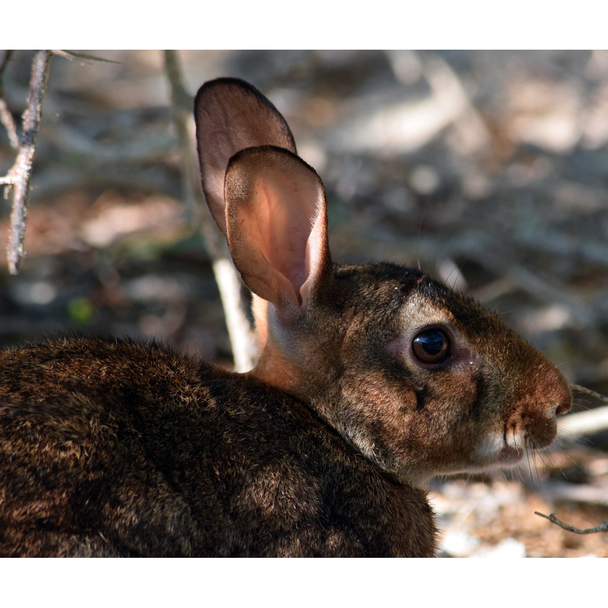 Островной кролик (Sylvilagus graysoni) Фото №9