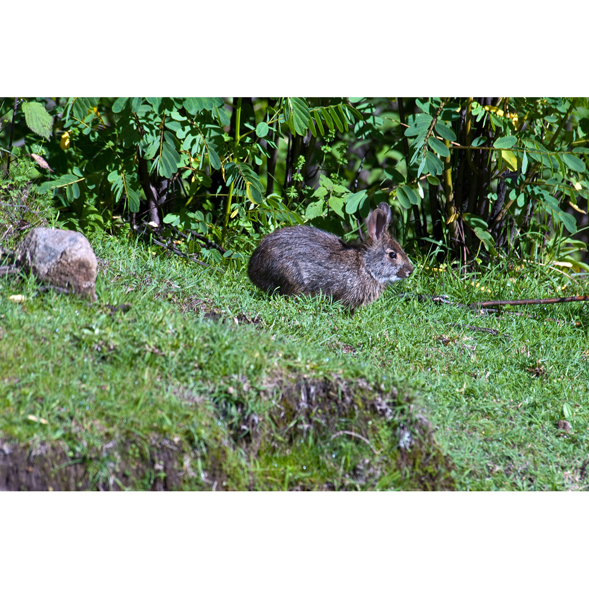 Амильтемский кролик (Sylvilagus insonus) Фото №2
