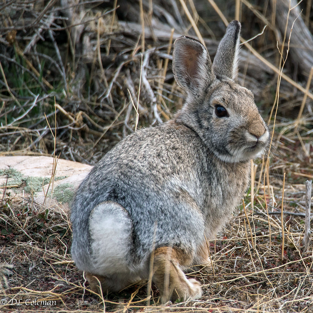 Кролик Нутталла (Sylvilagus nuttallii) Фото №6