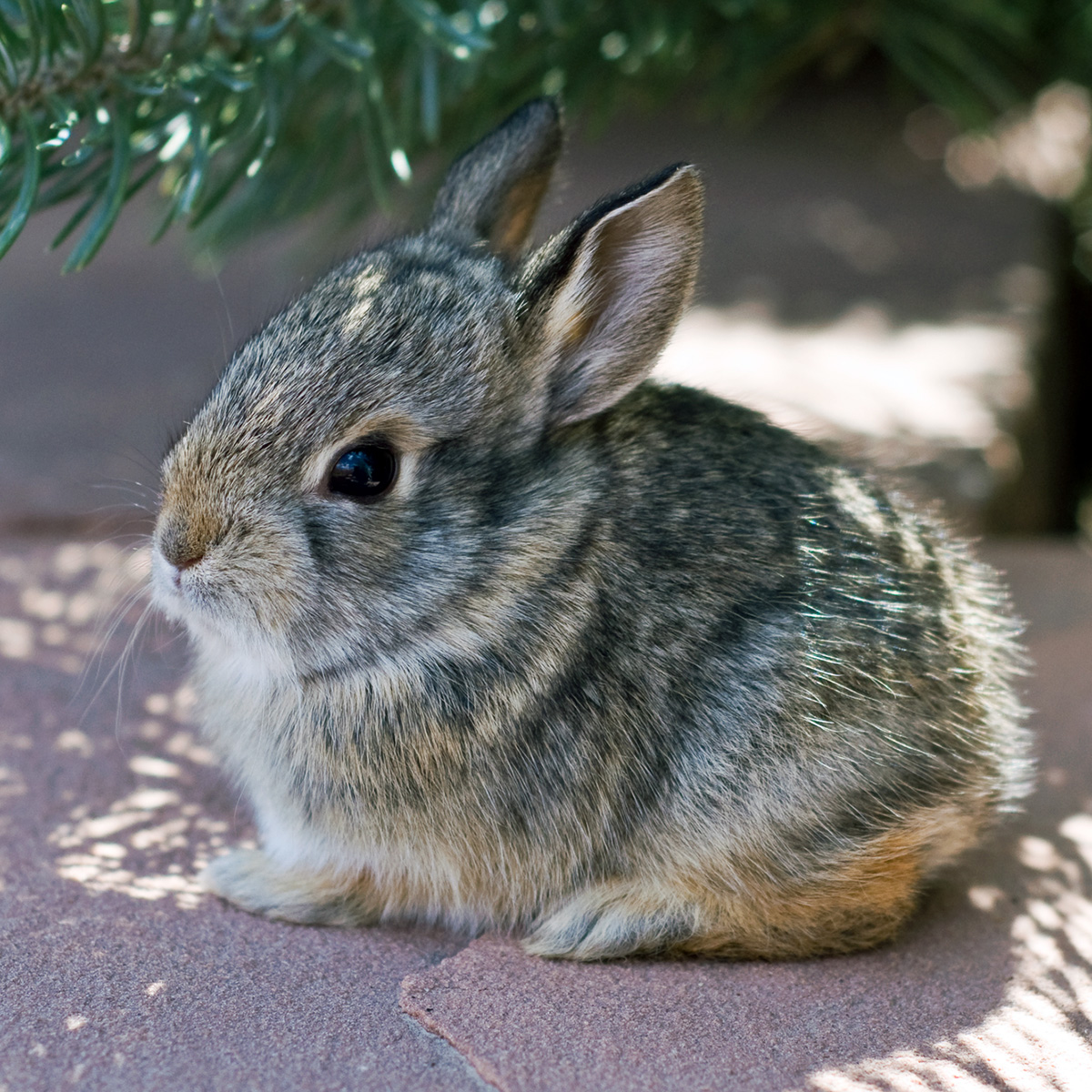 Кролик Нутталла (Sylvilagus nuttallii) Фото №8