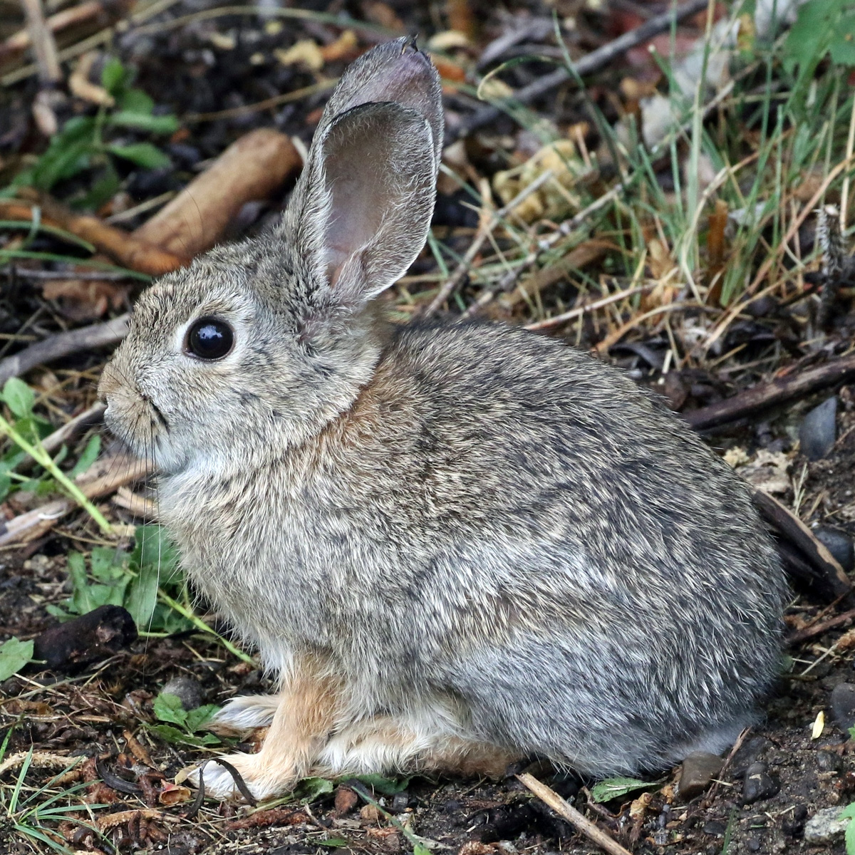 Кролик Нутталла (Sylvilagus nuttallii) Фото №9