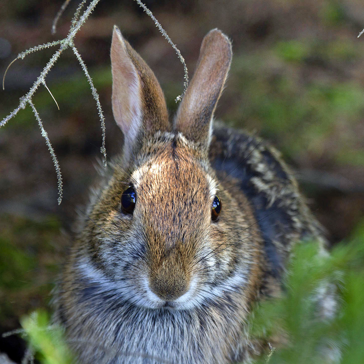 Аппалачский кролик (Sylvilagus obscurus) Фото №10