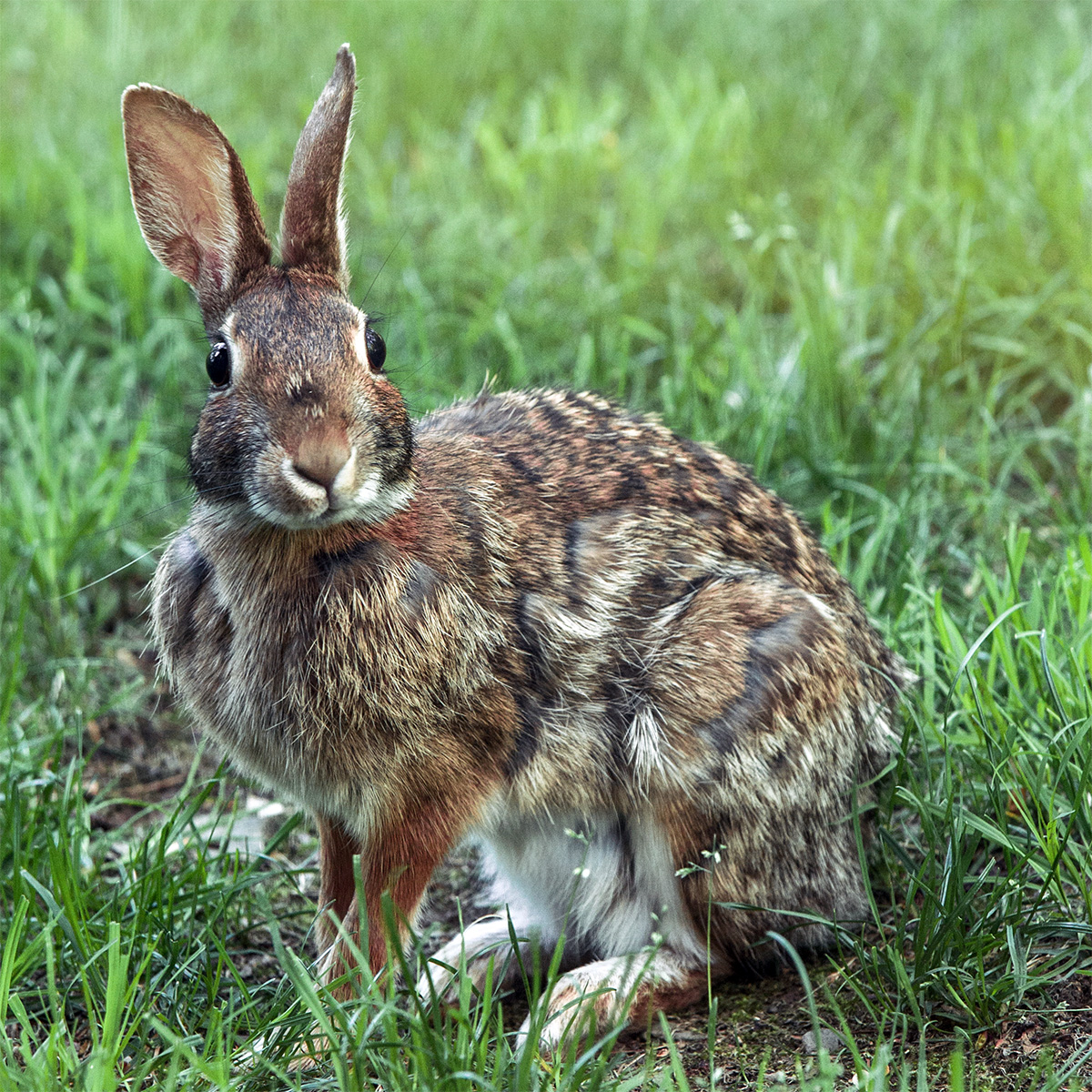 Аппалачский кролик (Sylvilagus obscurus) Фото №2