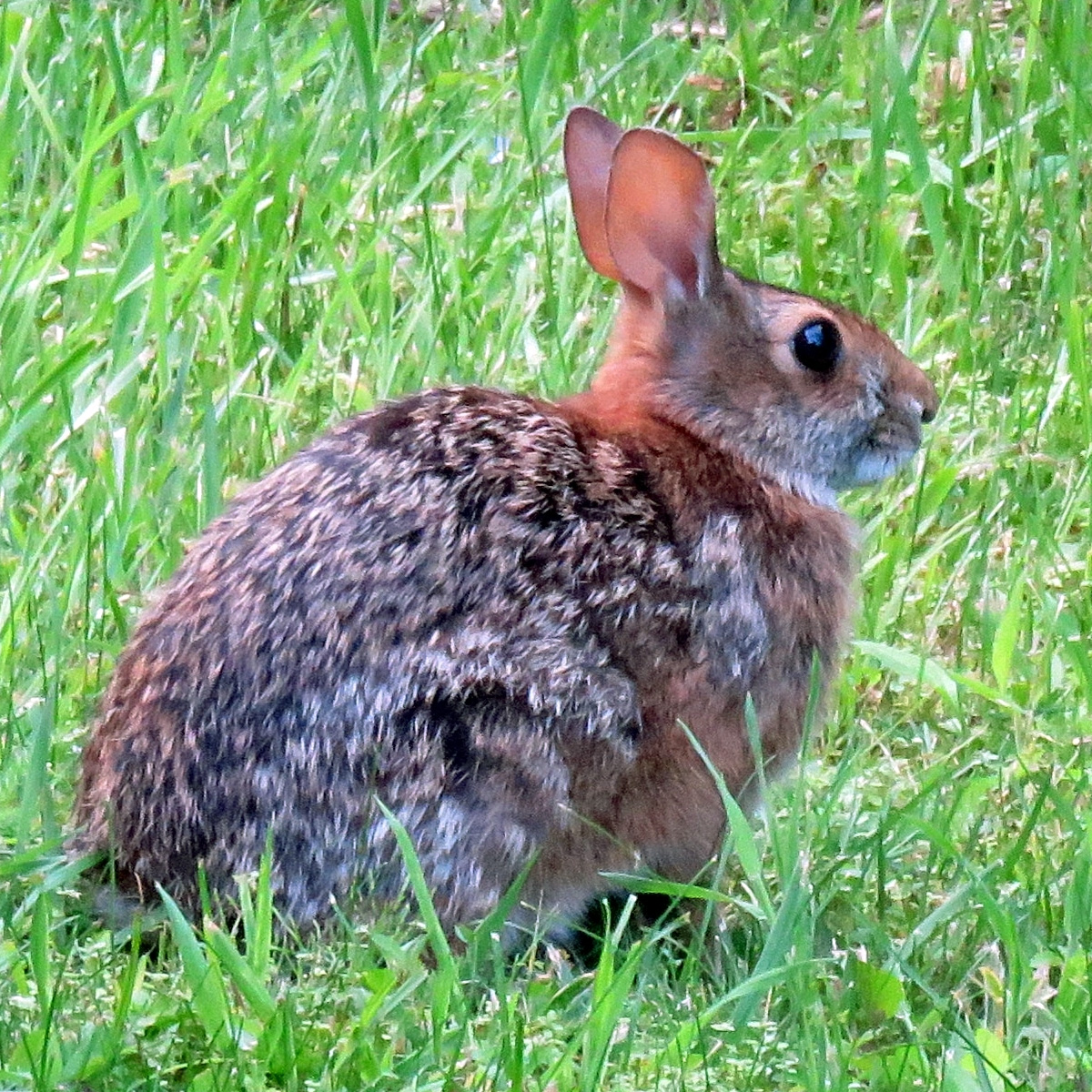 Аппалачский кролик (Sylvilagus obscurus) Фото №3