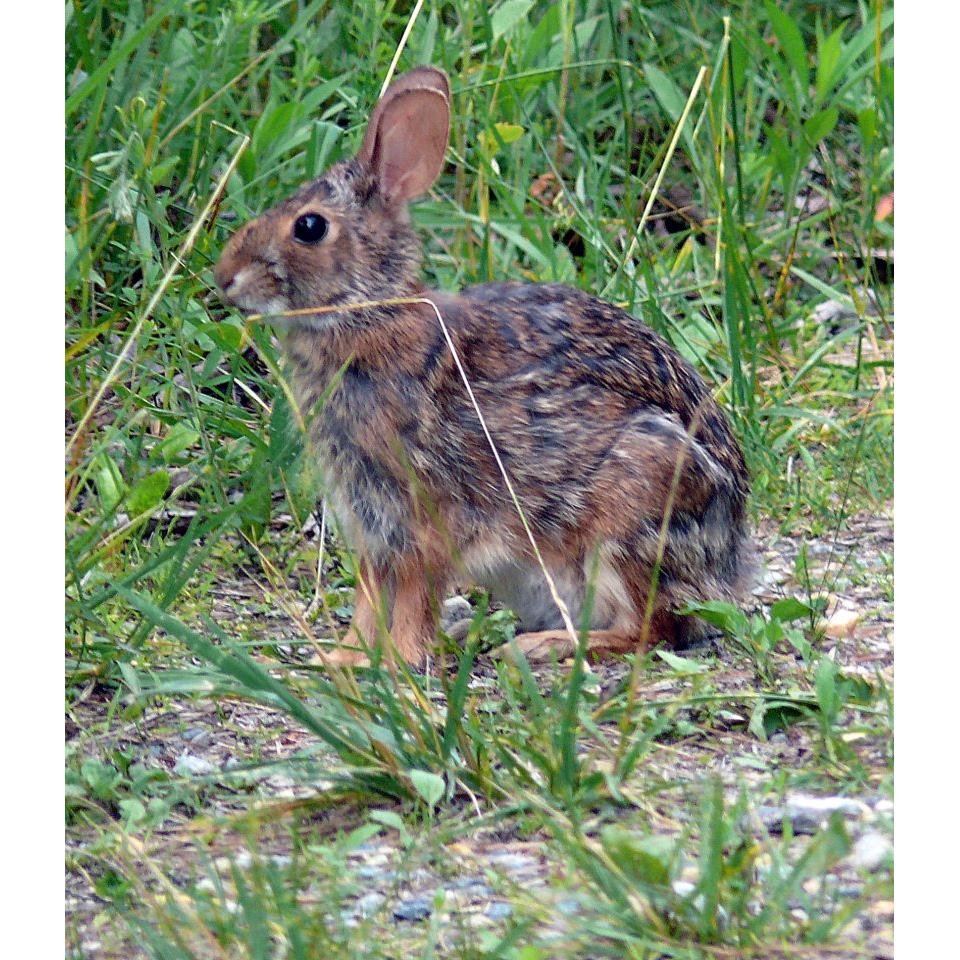 Аппалачский кролик (Sylvilagus obscurus) Фото №4