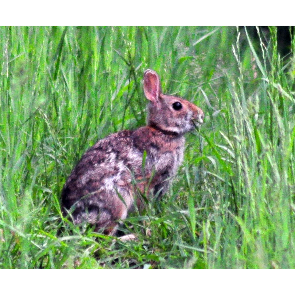 Аппалачский кролик (Sylvilagus obscurus) Фото №5