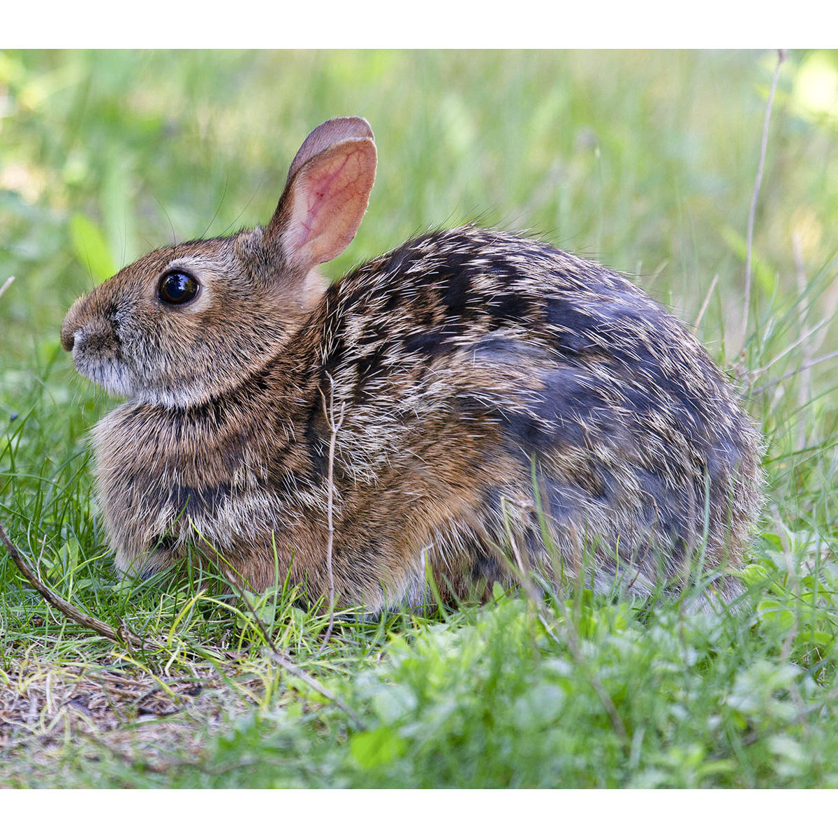 Аппалачский кролик (Sylvilagus obscurus) Фото №6