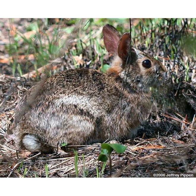 Аппалачский кролик (Sylvilagus obscurus) Фото №8