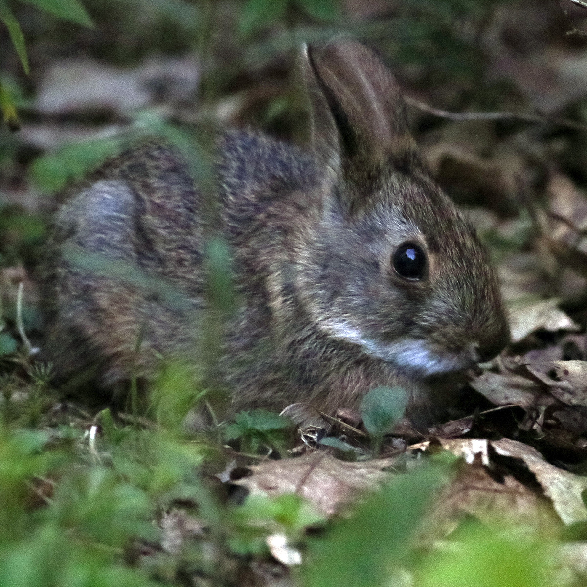 Аппалачский кролик (Sylvilagus obscurus) Фото №9