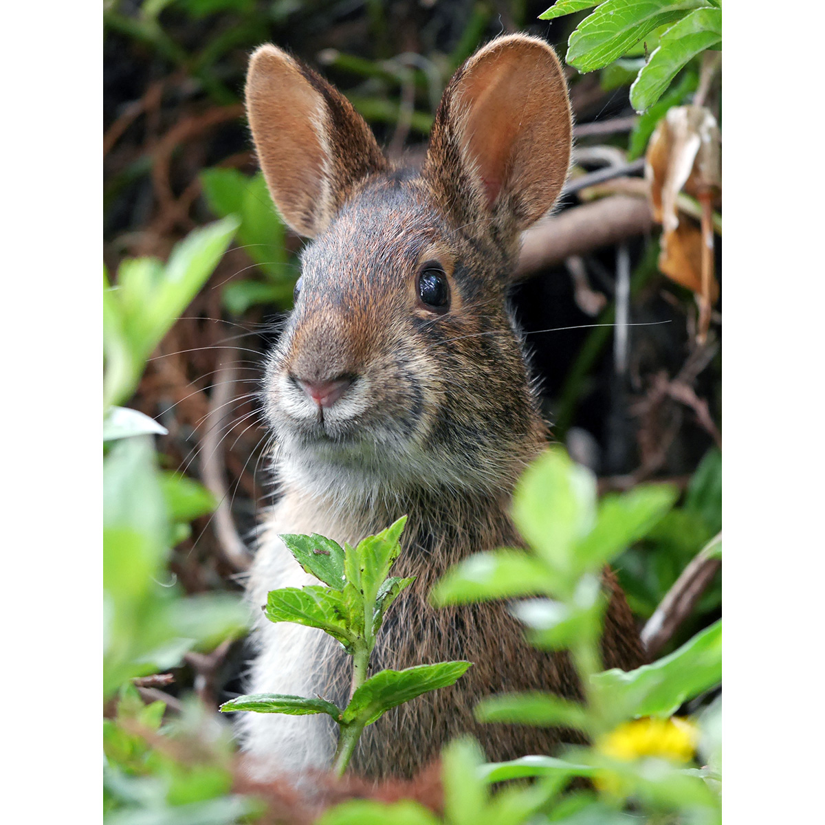Болотный кролик (Sylvilagus palustris) Фото №10