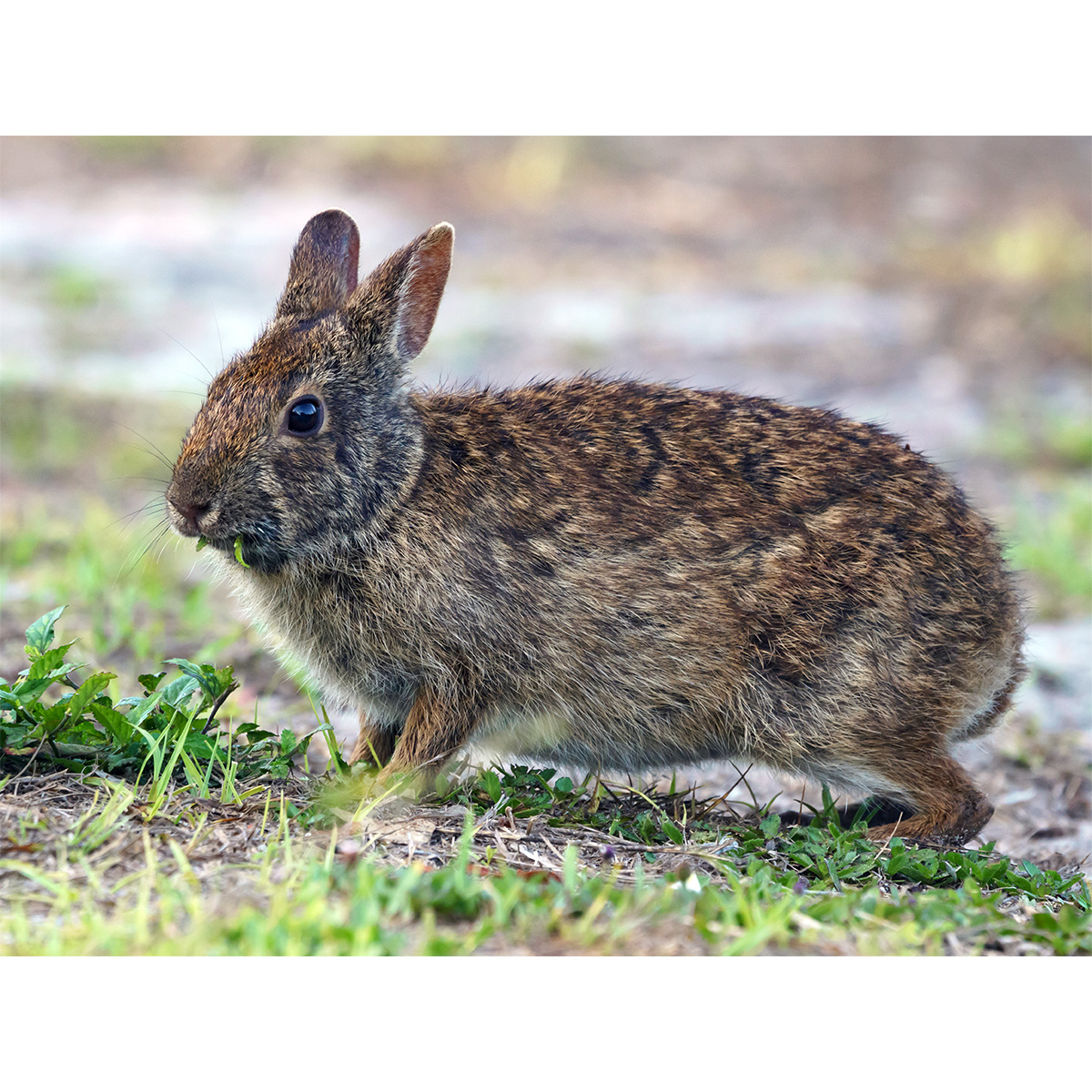 Болотный кролик (Sylvilagus palustris) Фото №2