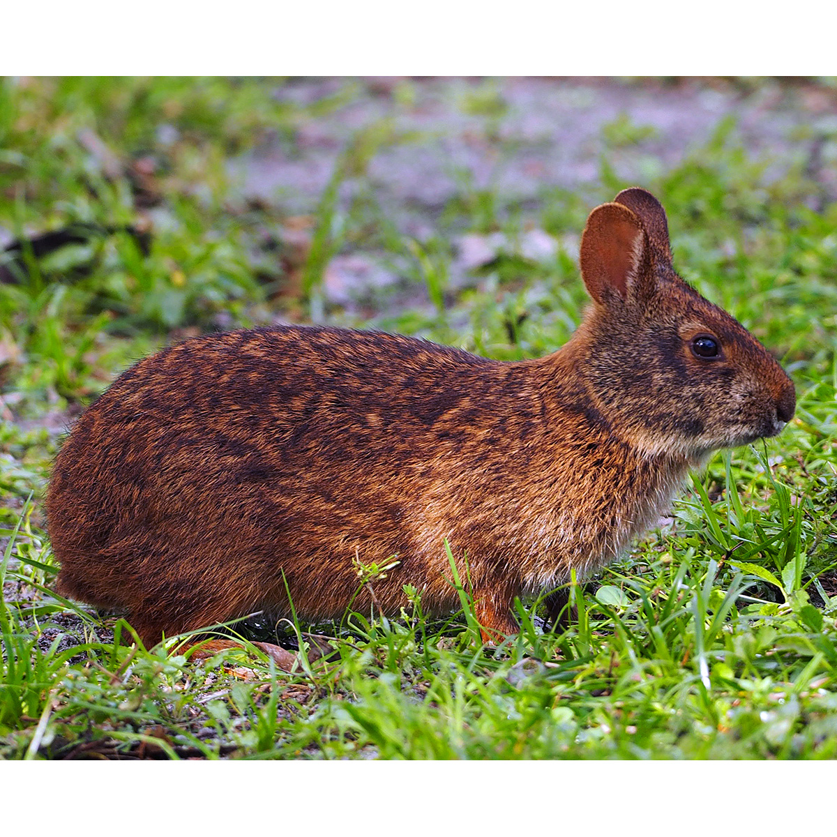 Болотный кролик (Sylvilagus palustris) Фото №3