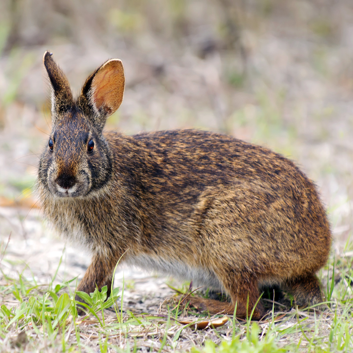 Болотный кролик (Sylvilagus palustris) Фото №4