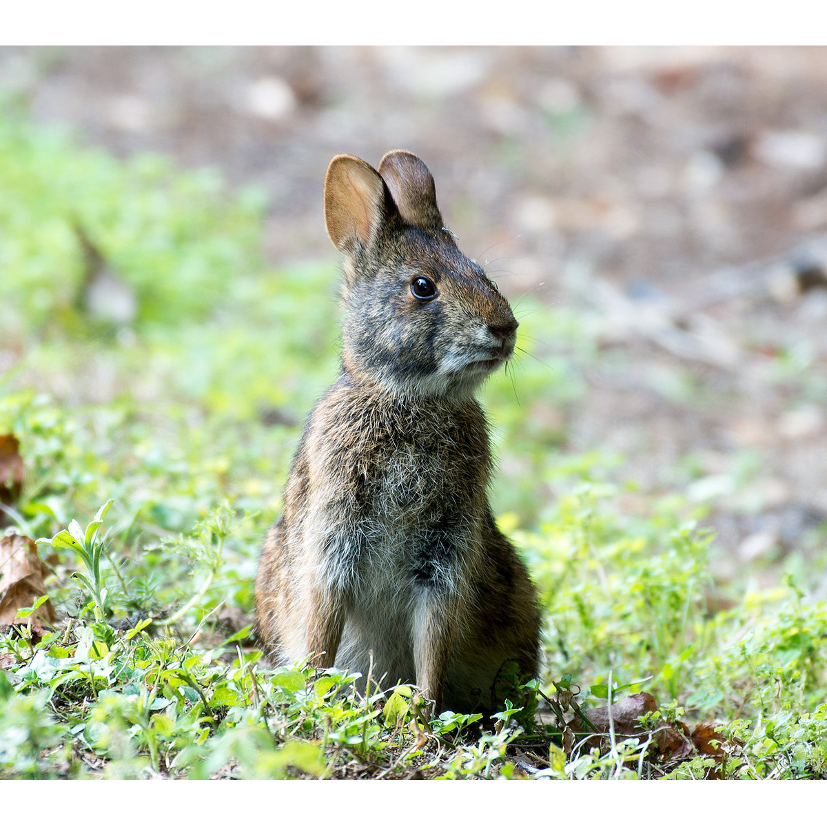 Болотный кролик (Sylvilagus palustris) Фото №5
