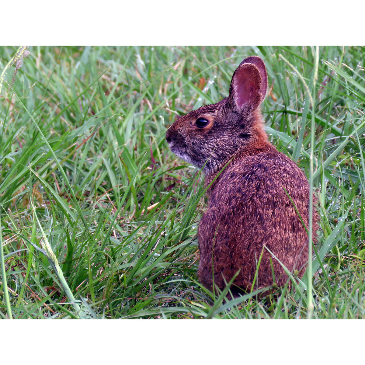 Болотный кролик (Sylvilagus palustris) Фото №6