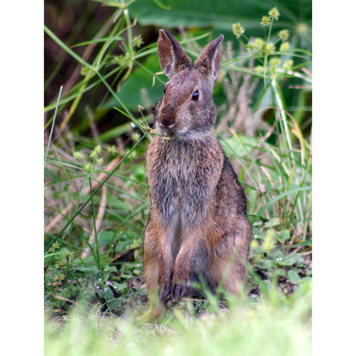 Болотный кролик (Sylvilagus palustris) Фото №7
