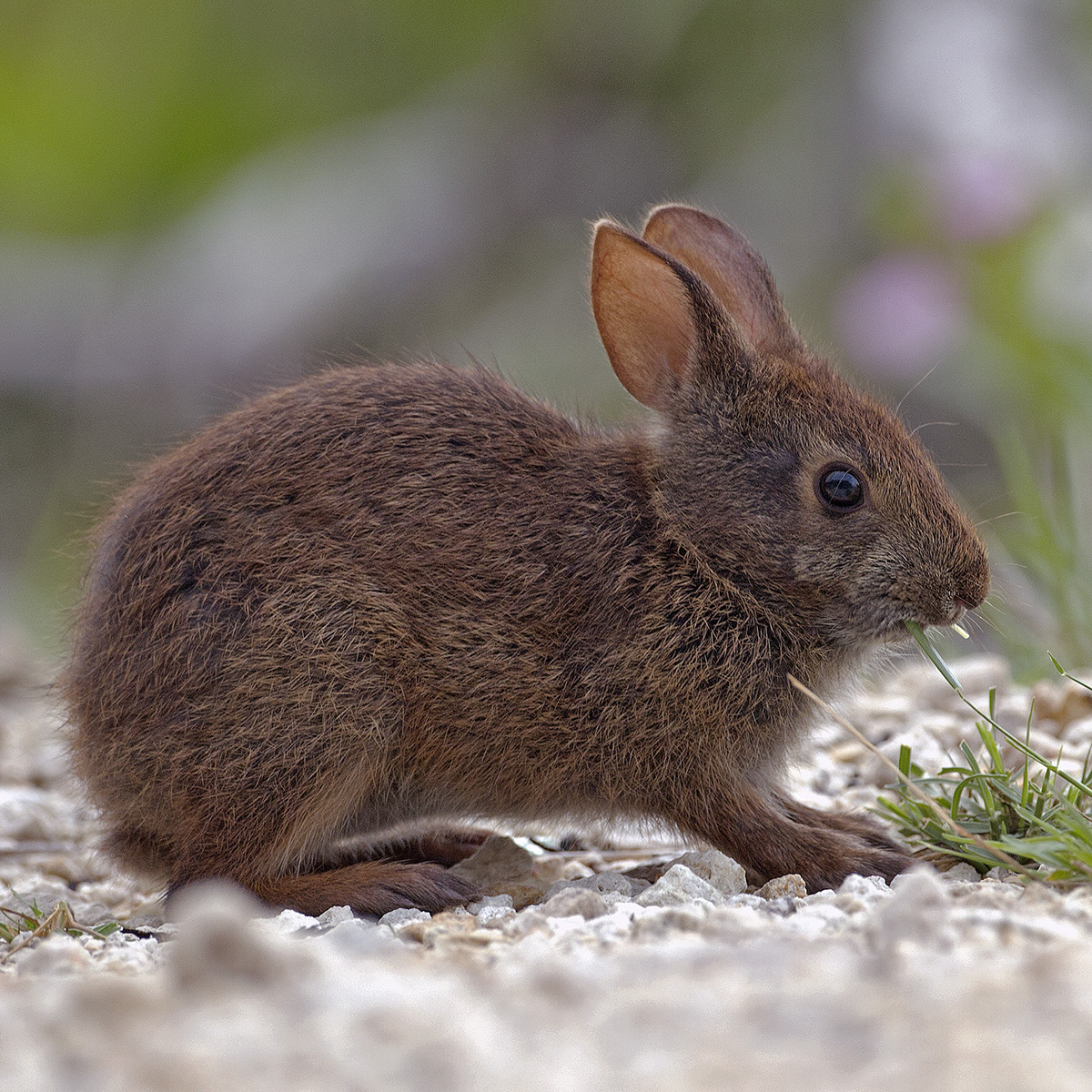 Болотный кролик (Sylvilagus palustris) Фото №8