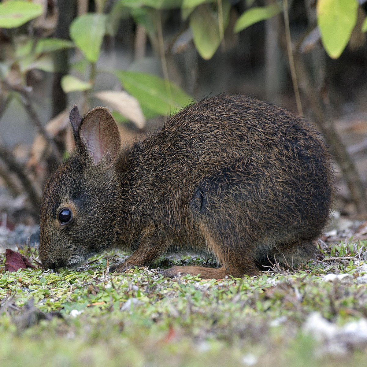 Болотный кролик (Sylvilagus palustris) Фото №9